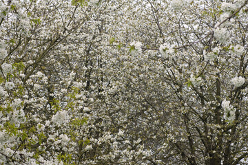 Fruitbomen; Orchards