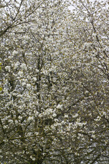 Fruitbomen; Orchards