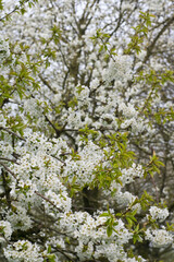 Fruitbomen; Orchards