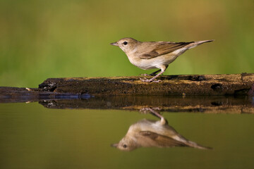 Tuinfluiter, Garden Warbler, Sylvia borin