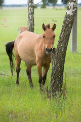 Fototapeta premium Graceful Przewalski horse is walking on sunny meadow.