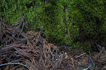 Murouji Temple in Nara.