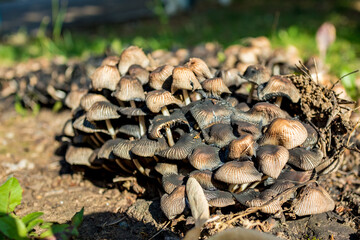 Group of tiny brown mushrooms growing in the forest, Sun light, selective shallow depth of field focus. 