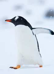 Foto auf Leinwand Ezelspinguïn, Gentoo Penguin, Pygoscelis papua © AGAMI