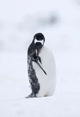 Foto auf Leinwand Gentoo Penguin, Ezelspinguïn, Pygoscelis papua © AGAMI