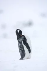 Foto auf Leinwand Gentoo Penguin, Ezelspinguïn, Pygoscelis papua © AGAMI