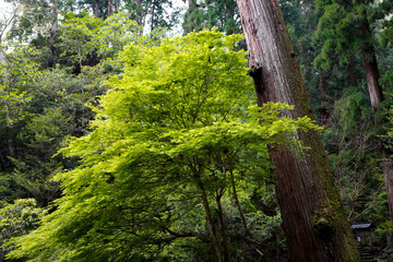 Murouji Temple in Nara.