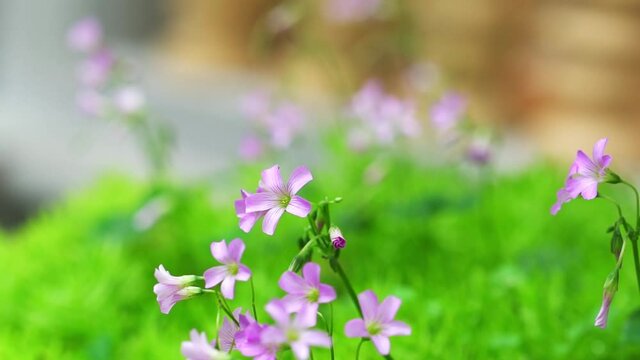 Wild Geraniums blooms small purple petals that can be found along thickets and meadows.