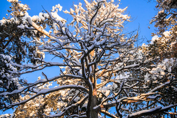 an old dead pine tree covered with snow against the blue sky	