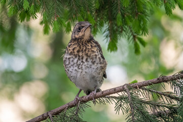 A fieldfare chick, Turdus pilaris, has left the nest and is sitting on a branch. A chick of fieldfare sitting and waiting for a parent on a branch.