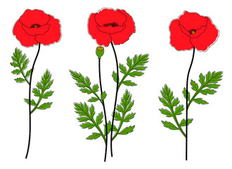 Obraz premium Poppies flowers vector illustration. Provence wildflowers 
