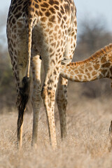 Giraffe, Giraffe, Giraffa camelopardalis