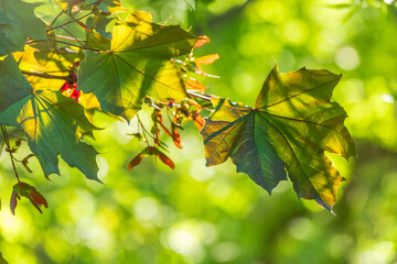 Branches of maple with green leaves lit by the setting sun.