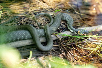 Snake on the shore of the pond. Place for text.