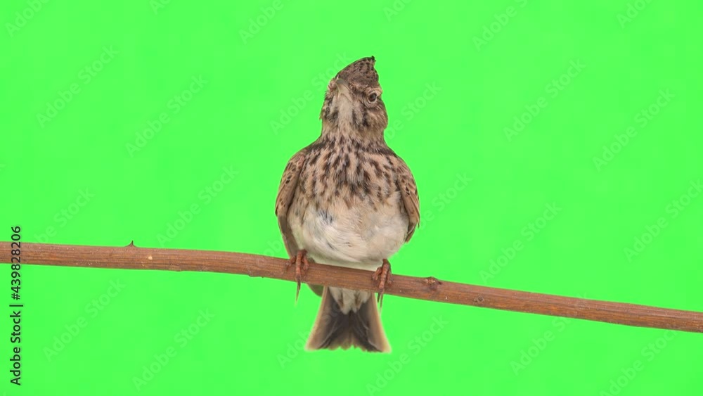 Wall mural Crested lark sits on a branch isolated on green screen