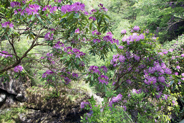 Rhododendron grows into huge bushes with thick vegetation that blocks out sunlight and smothers most other wild plants and trees, stopping them from growing or regenerating.
