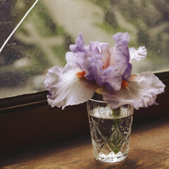 Iris in glass. Iris flower on old weathered wooden sill with cracked window on background. Day light through window. Thin flower petals. Retro style photo. Soft focus.