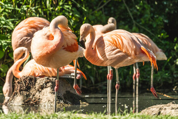 pink flamingos in the zoo