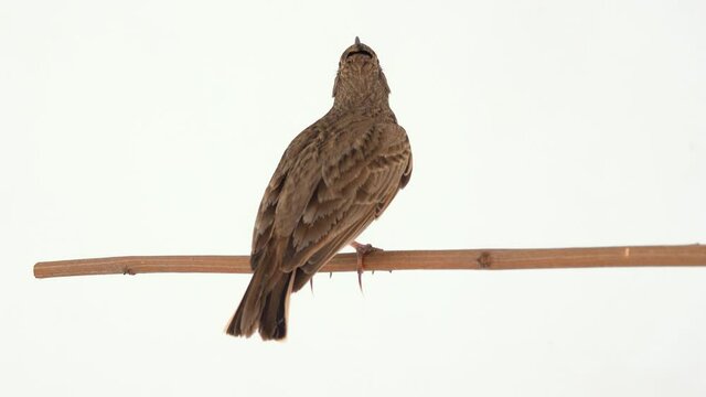 Crested lark flies away on a white screen