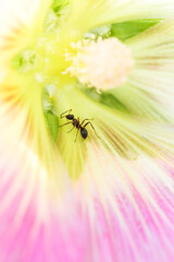 Insect ant on pink flower petals, plant pollination, floral summer background