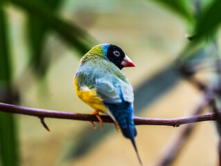 Gouldamadine (Erythrura gouldiae)
