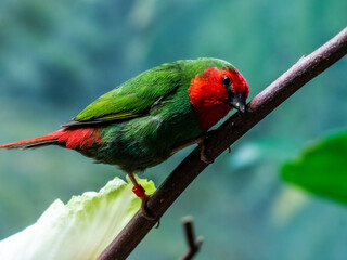 red and green parrot