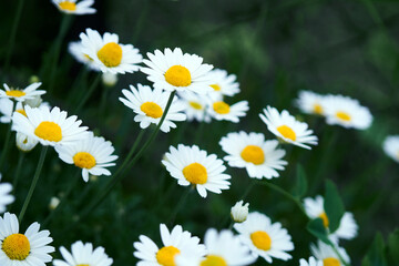 Blooming chamomile field, chamomile flowers. Beautiful nature scene with blooming medical daisies