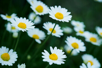 Fototapeta premium Blooming chamomile field, chamomile flowers. Beautiful nature scene with blooming medical daisies