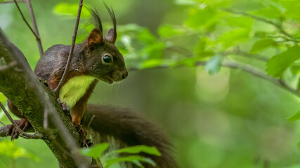 Obraz premium eichhörnchen, tier, nager, natur, säugetier, wild, wild lebende tiere, hübsch, 