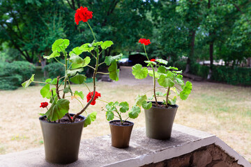 Rustic yard with flower beds . Geranium plants in the summer