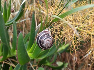 snail on a leaf