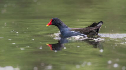 bird, tier, wasser, natur, black, blässhuhn, rot, schnabel, wild lebende tiere