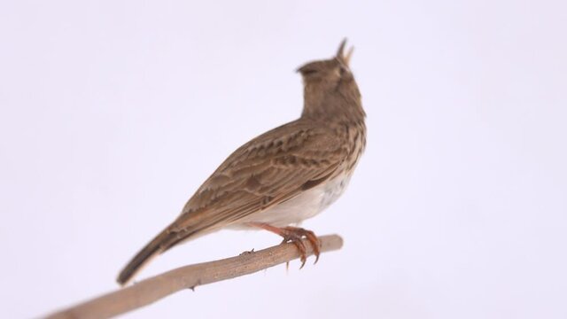 Crested lark flies away on a white screen