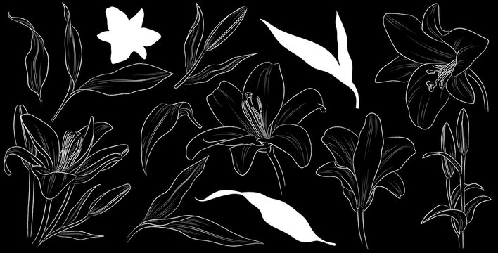 Set of hand drawn flower lily and leaves. Isolated vector. White outline plant on black background.