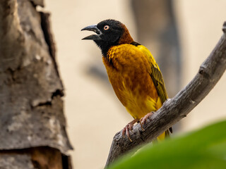 black headed weaver