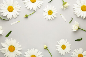 Spring and summer chamomile flowers on a gray background.