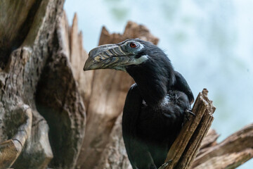 tariktik hornvogel 