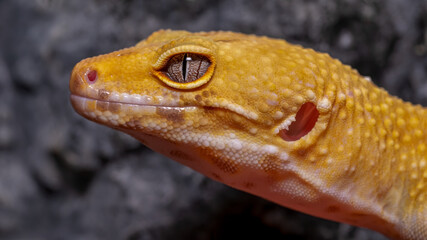 eidechse, reptil, tier, gecko, wild lebende tiere, natur, 