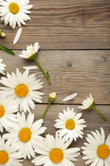 Spring and summer chamomile flowers on grey wooden background.
