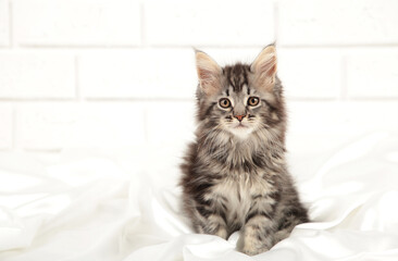 Small gray Maine Coon kitten posing on light background