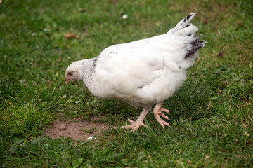 Light Sussex chicken,  A young free range backyard chicken, Hampshire, England, United Kingdom.