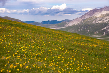 Natural landscape with flower meadow in mountains