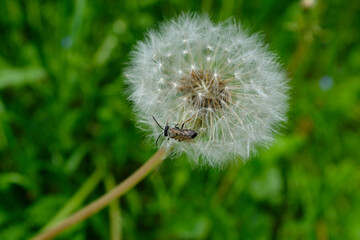 Fluffy dandelion,top view,close-up.Plant in the grass.