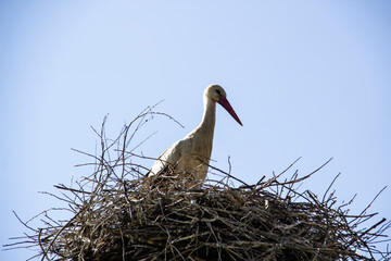 Stork on nest against blue sky. White stork living in village in Ukraine. The Nest of stork in the...
