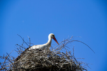 Stork on nest against blue sky. White stork living in village in Ukraine. The Nest of stork in the...