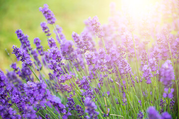 Violet lavender flowers in bloom in summer