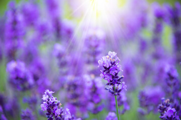 Violet lavender flowers in bloom in summer