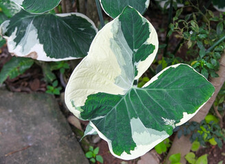 Buntblatt