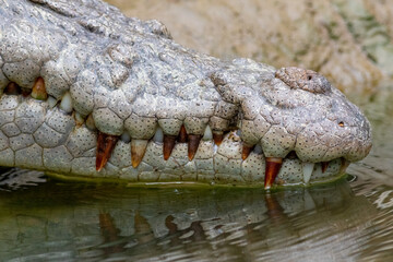 Obraz premium Mouth of the saltwater Crocodile (Crocodylus porosus). Daintree, Queensland, Australia.