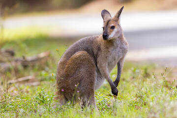 Red-necked Wallaby (Macropus rufogriseus) standing. Murwillumbah, NSW, Australia. © Trent Townsend